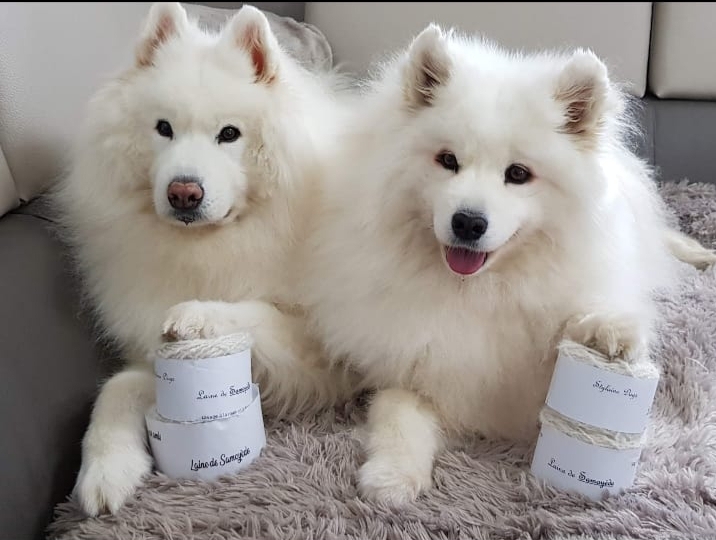 Stylaine Dogs Filage des poils de vos animaux de compagnie